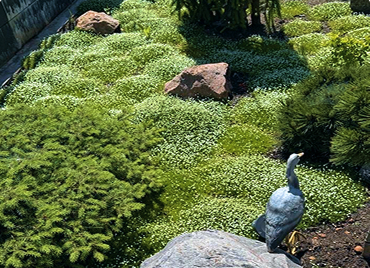 Композиции для сада