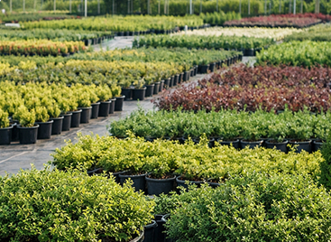 Условия для опта