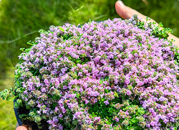 Сезонное предложение