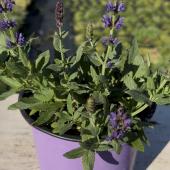 Многолетние растения