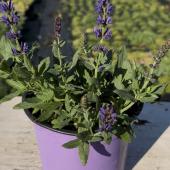 Многолетние растения