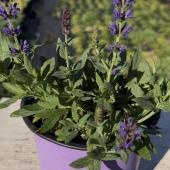 Многолетние растения