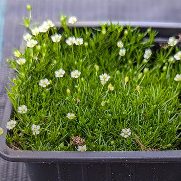 Многолетние растения